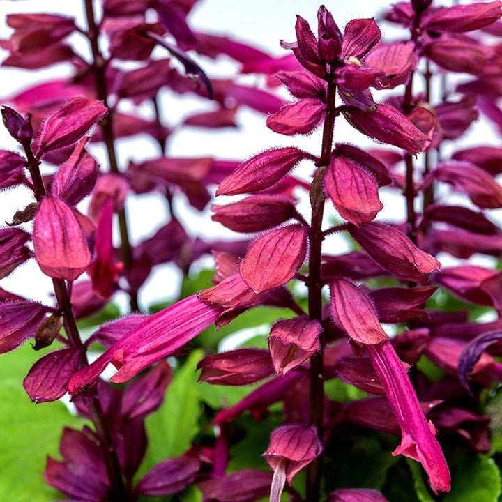 A close-up view of Amore Plum Salvia flowers.