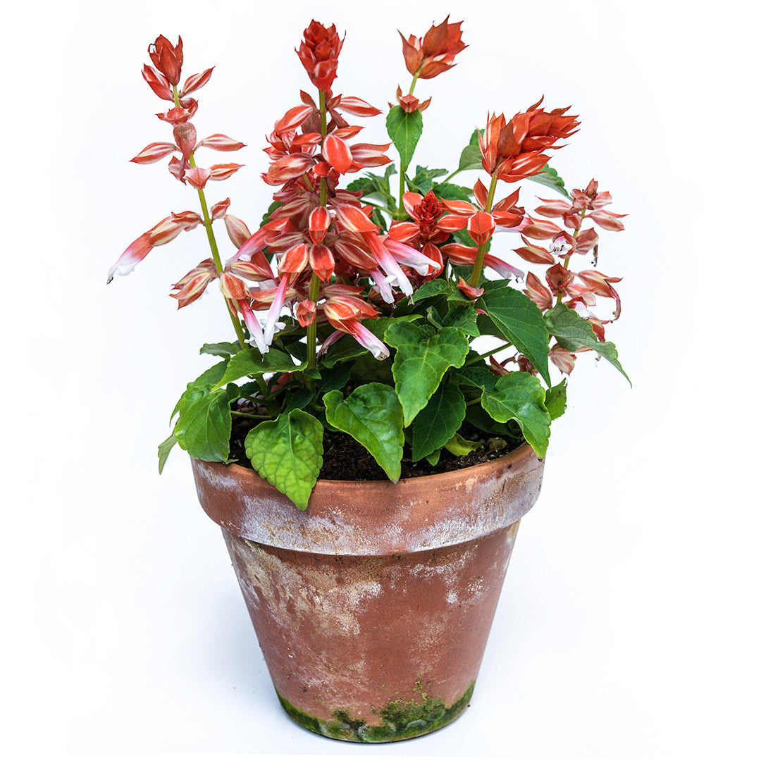 A Scarlet Bicolor Salvia plant in a terra cotta pot on a white background.