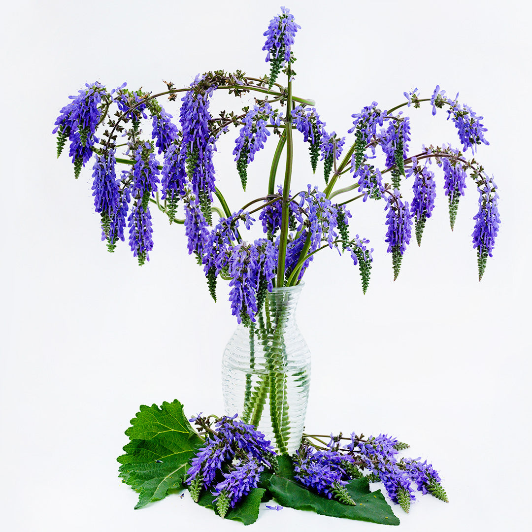 A floral arrangement of Nodding Sage Salvia in a glass vase on a white background.