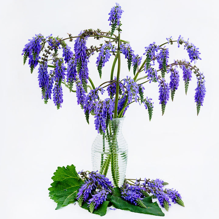 A floral arrangement of Nodding Sage Salvia in a glass vase on a white background.