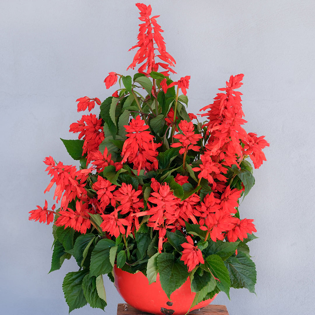 An arrangement of Tall Red Hill Salvia in bright red matching bowl on grey background.