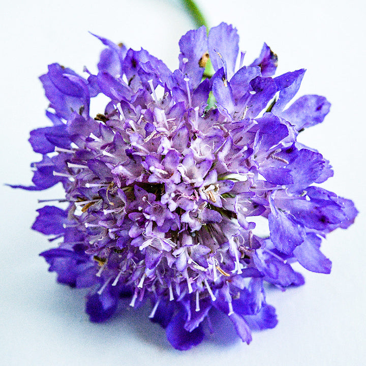 A Blue Cockade Scabiosa flower on a white background.