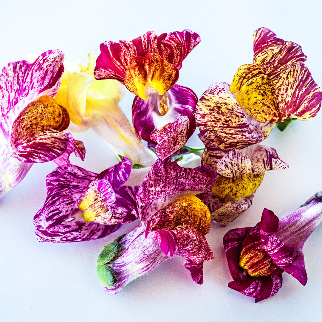 A close-up of several Bizarre Mixed Snapdragon flowers on a white background.