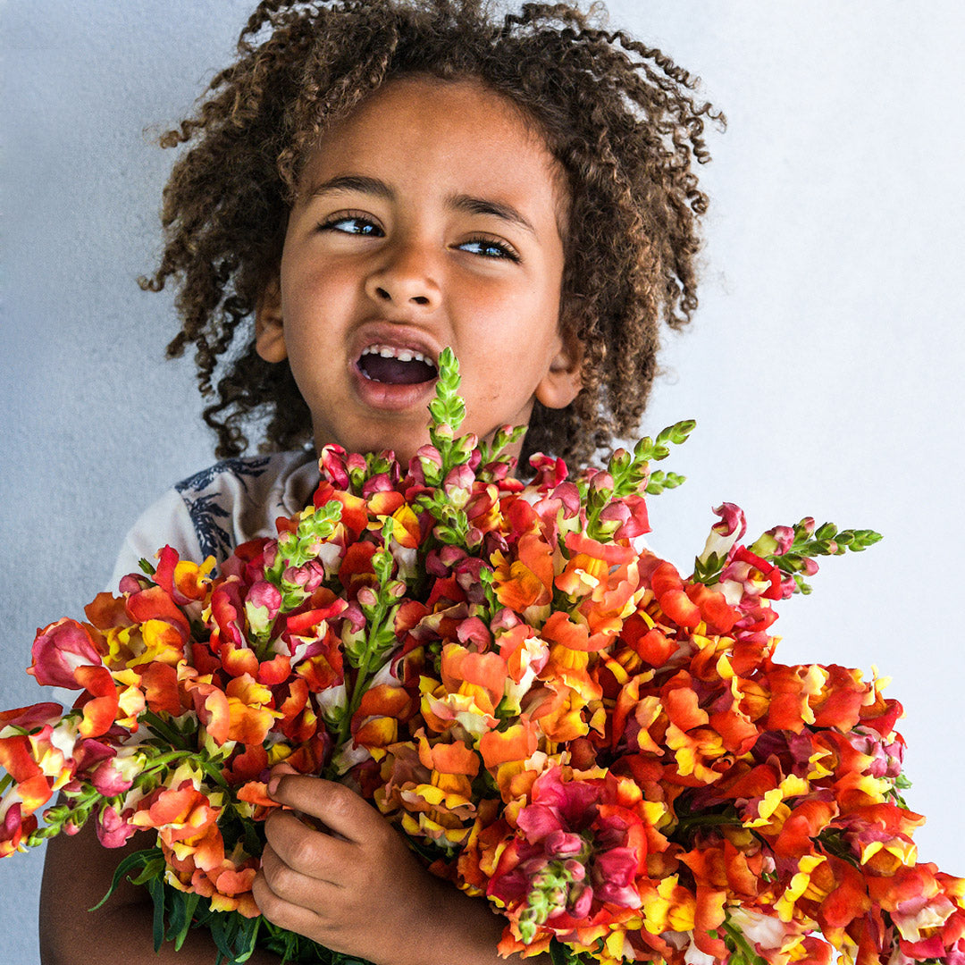 A little boy holding a bouquet of Rembrandt Snapdragons against a list a light gray background.