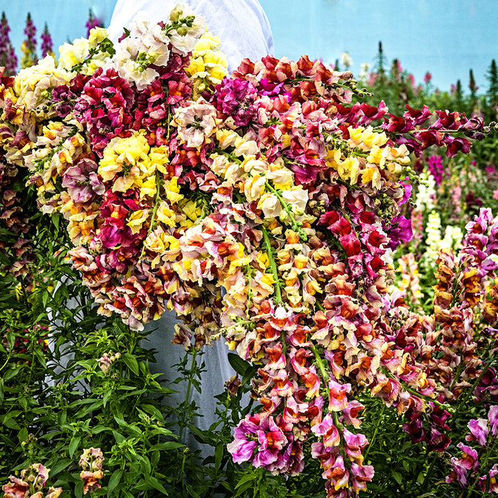 A woman holding a giant bouquet of Tetra Mix Snapdragons in a greenhouse.