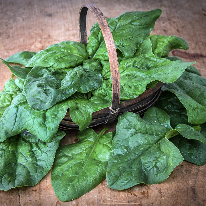 Monnopa Spinach leaves in a basket on a wooden background.