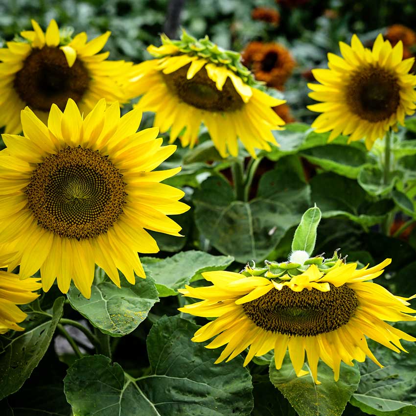 Several Short Stuff - Sunflowers growing in the garden.