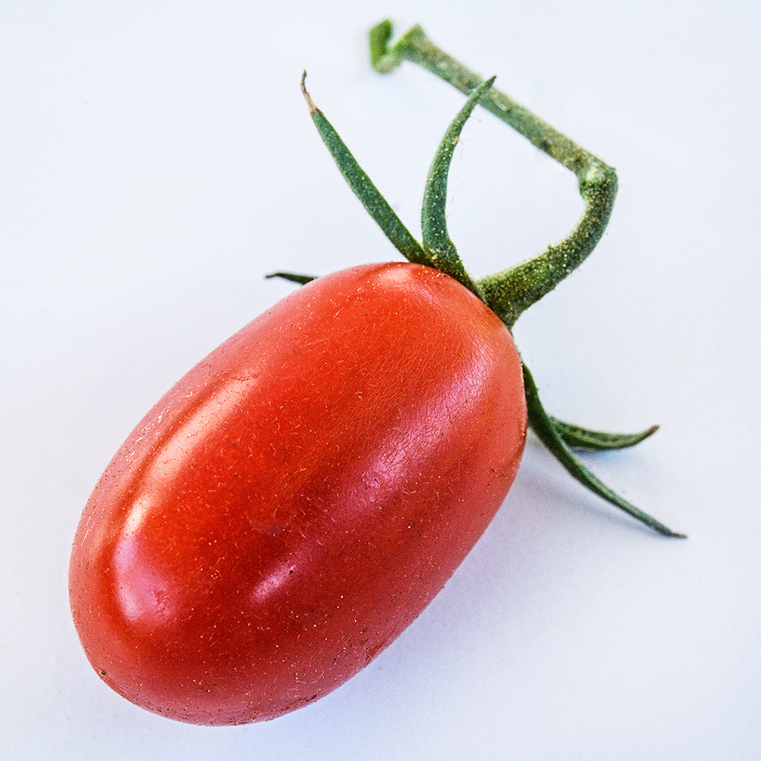 A single Cherry Flaviola Tomato with a stem resting on a white background.
