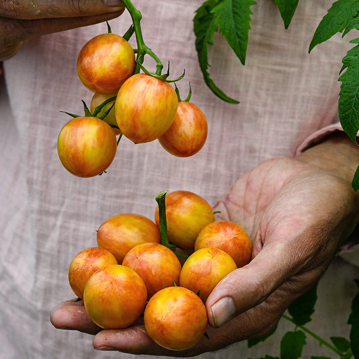 A gardener holding freshly plucked Sunrise Bumble Bee Tomatoes in a Baker Creek greenhouse.