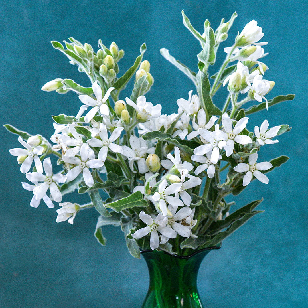 A posey of White Tweedia on a teal background.