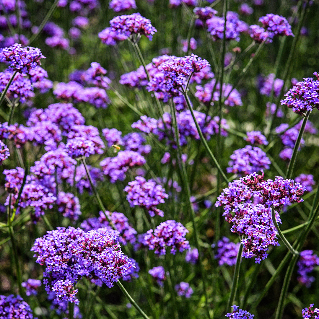 Vanity Verbena plants growing happily in the trial gardens at Baker Creek.