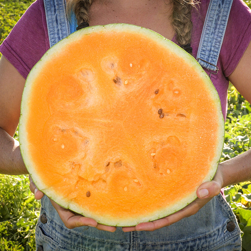 Woman holding a freshly harvested and cut Leelanau Sweetglo Watermelon at the Baker Creek trial farm.