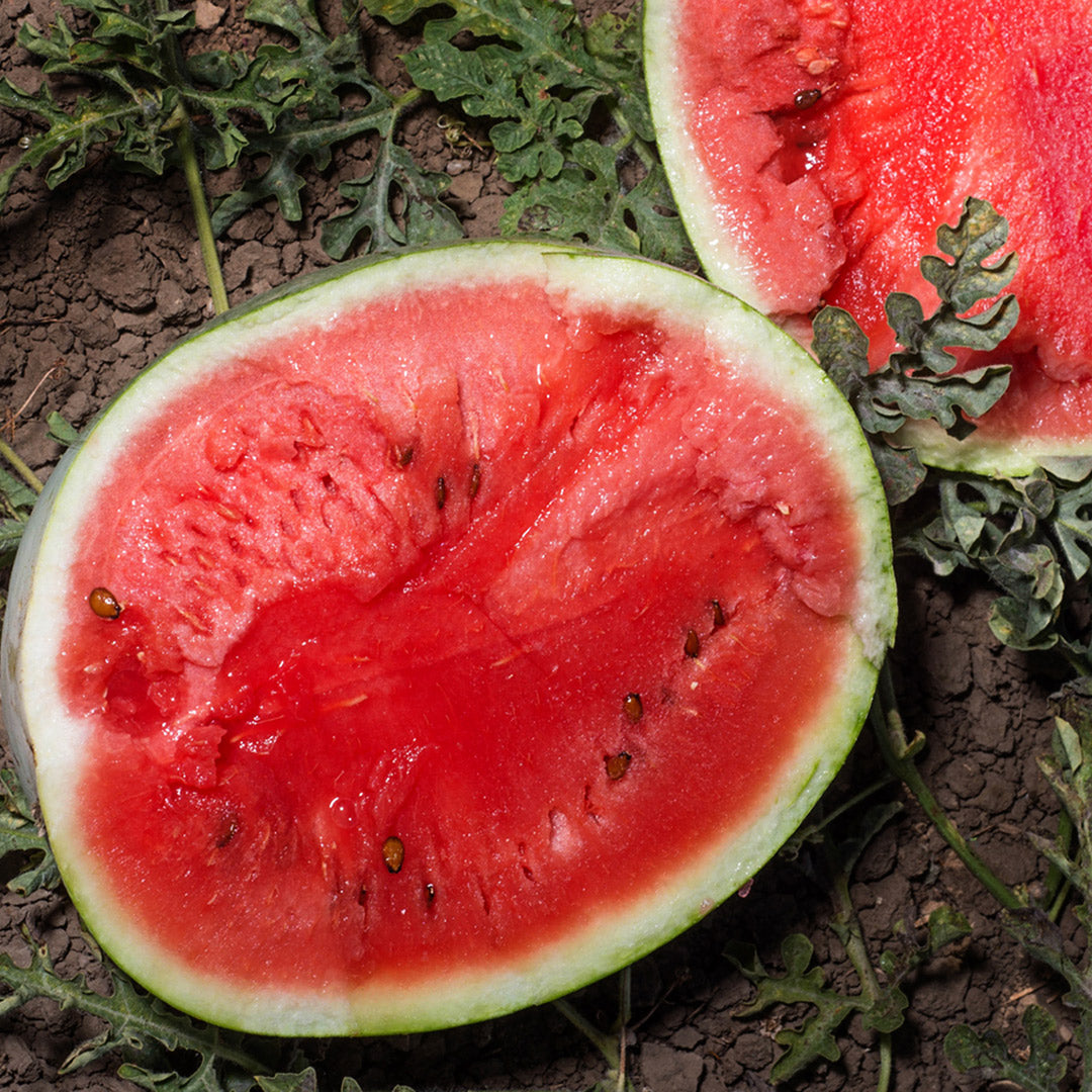 Refined Sugar Watermelon cut in field at the Baker Creek trial farm in California.