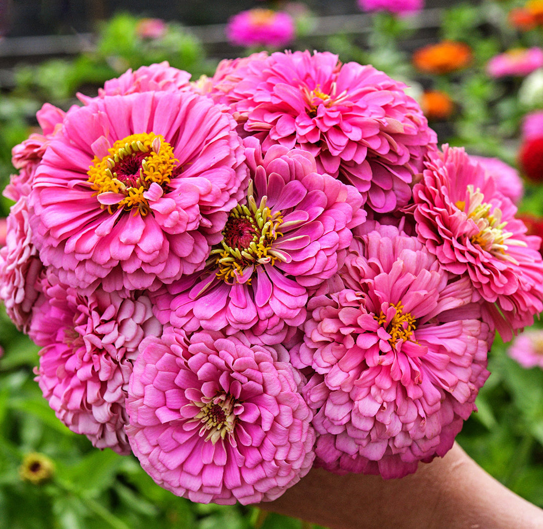 A gardener holding a bouquet of Benary&