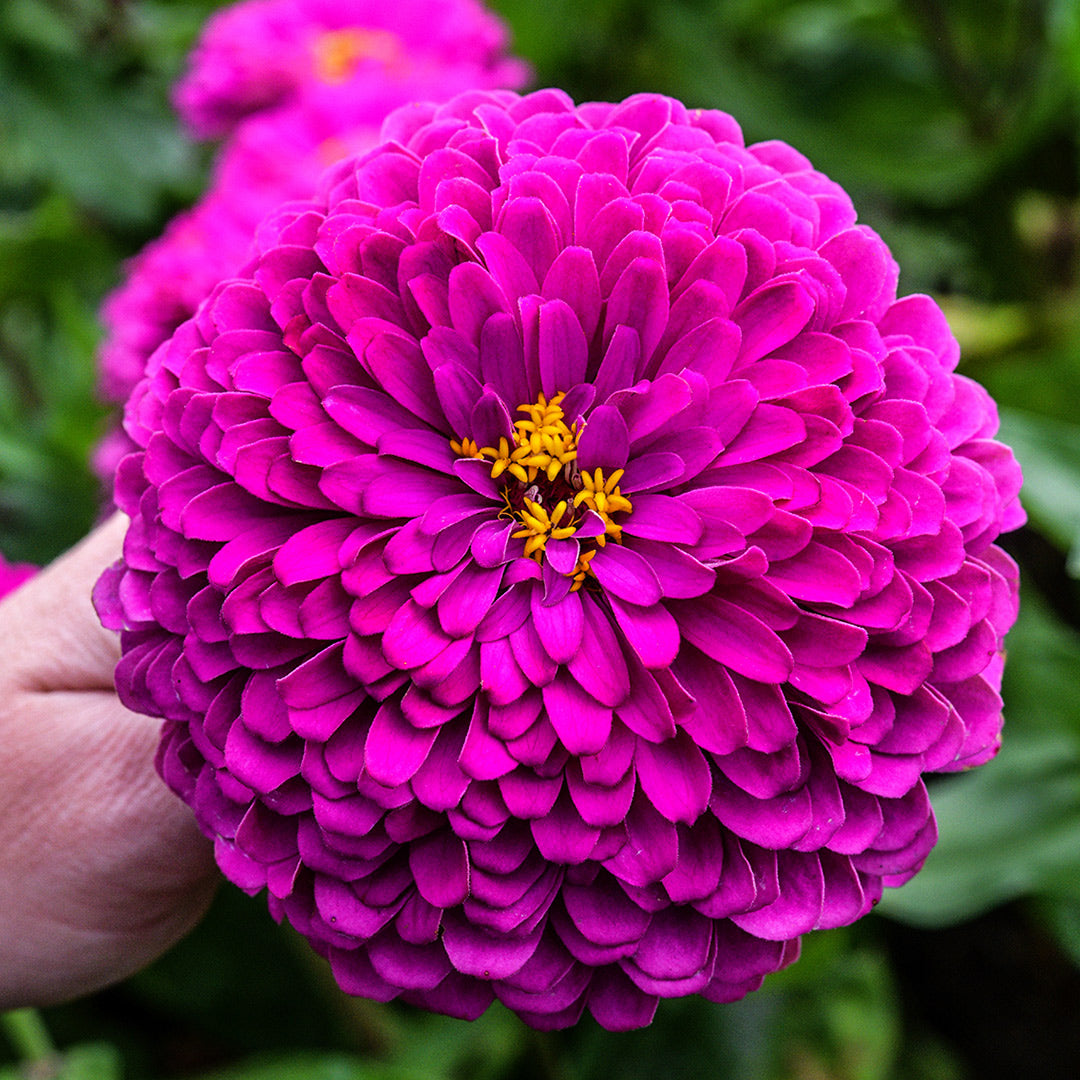 A Baker Creek gardener picks a single Benary&