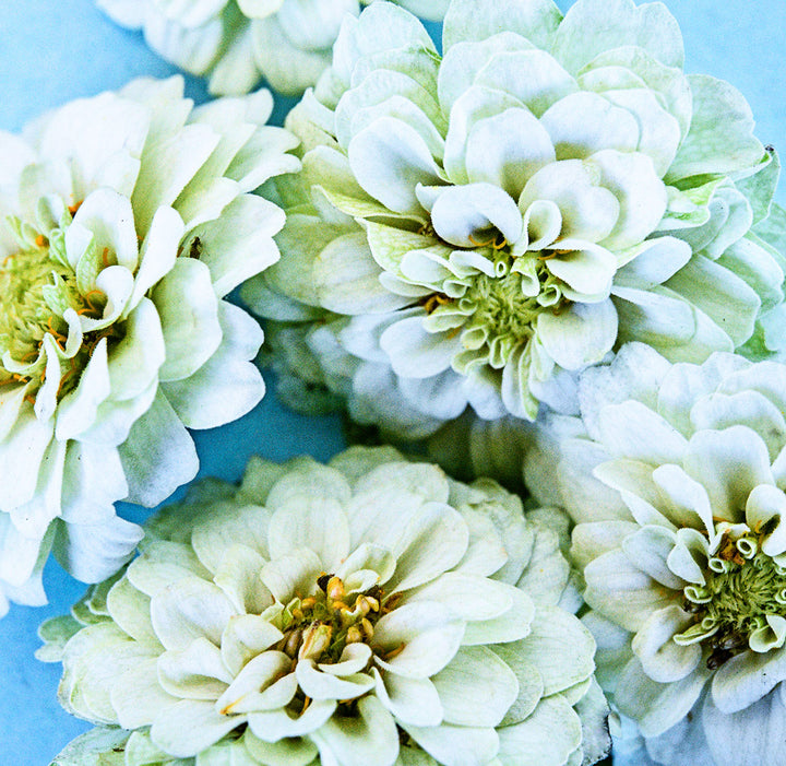 A close-up of four Zinnita White Zinnia flowers on a light blue background.