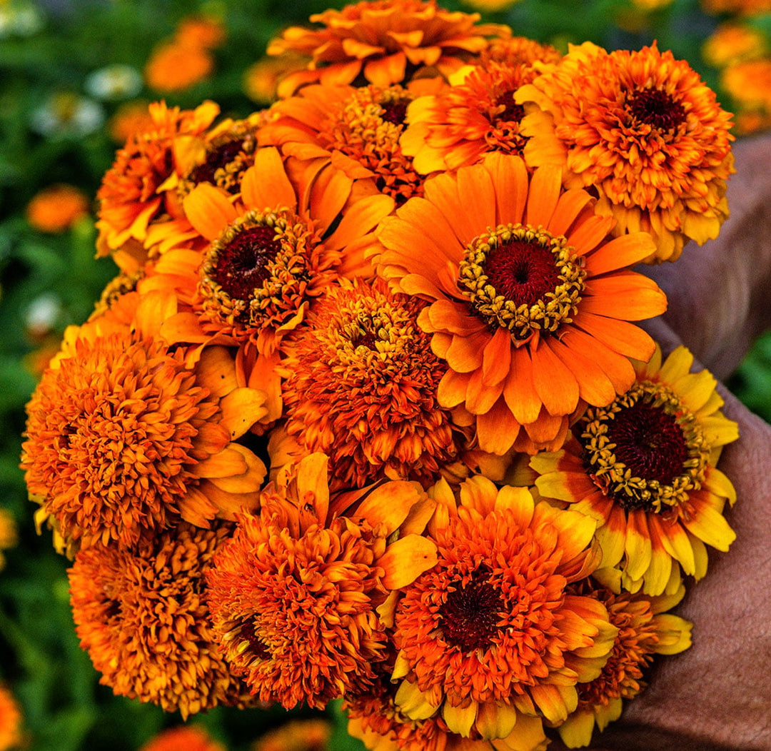 A gardener holding a freshly picked bouquet of Zinderella Zest Zinnias in the garden at Baker Creek.