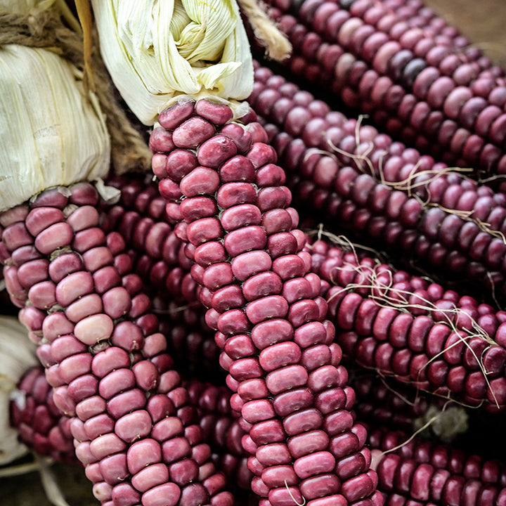 Montana Lavender Corn close-up with dried husks.