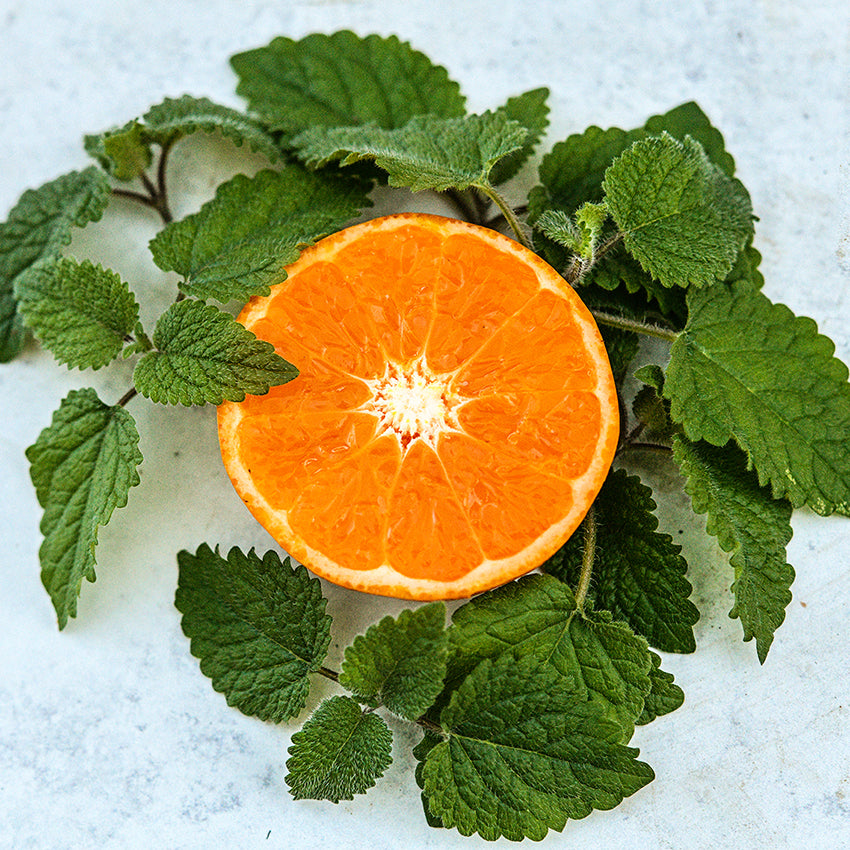 Mandarina Lemon Balm with sliced mandarin oranges.