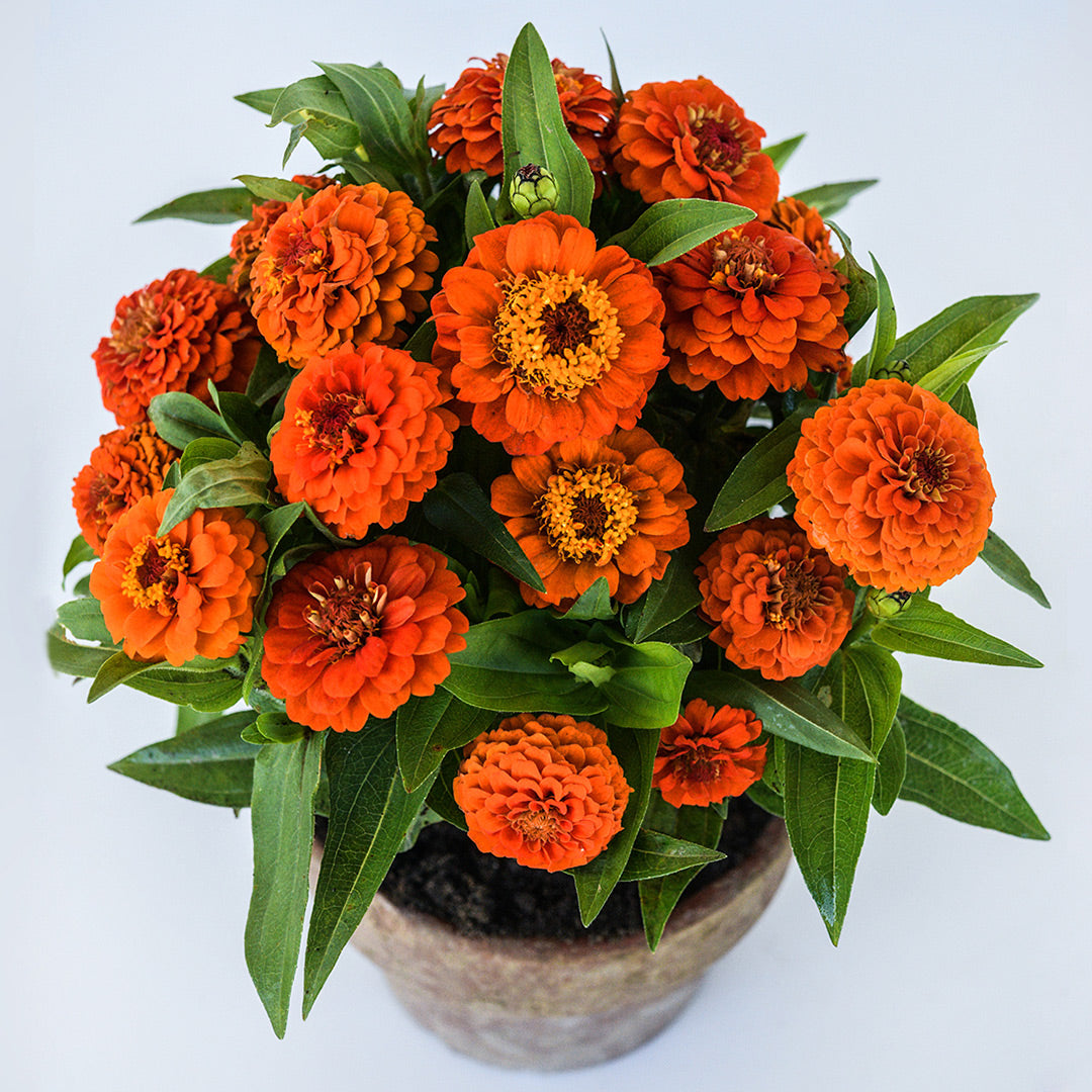 A Zinnita Orange Zinnia plant profusely blooming in a terra cotta pot.