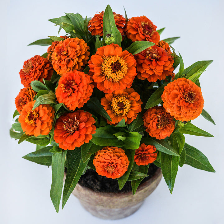 A Zinnita Orange Zinnia plant profusely blooming in a terra cotta pot.