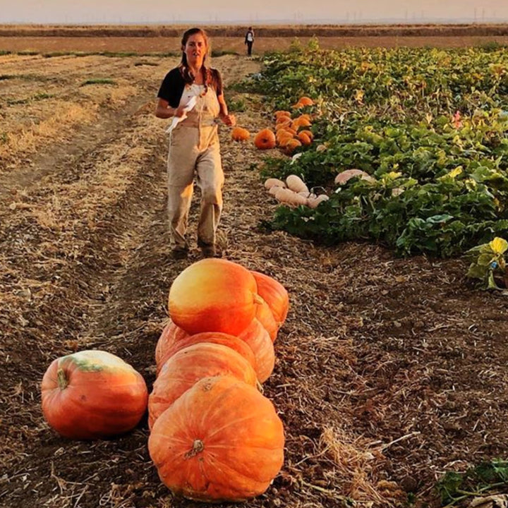 A Baker Creek employee walks toward a giant pile of Big Max Pumpkin Winter Squash in the field.