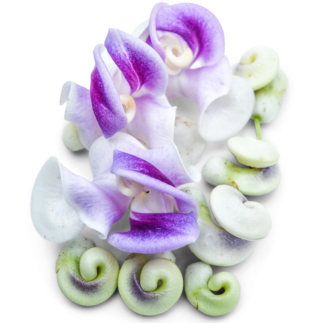 Snail Vine Blooms on a white background.
