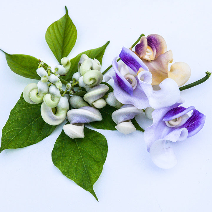Close-up Snail Vine coiled purple and white flowers on light background.
