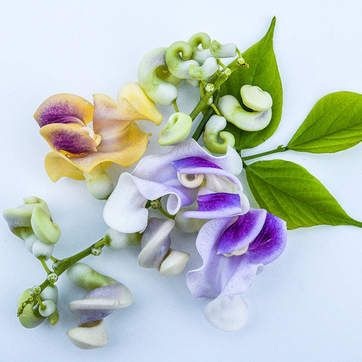 Close-up Snail Vine coiled purple, yellow and white flowers on light background.