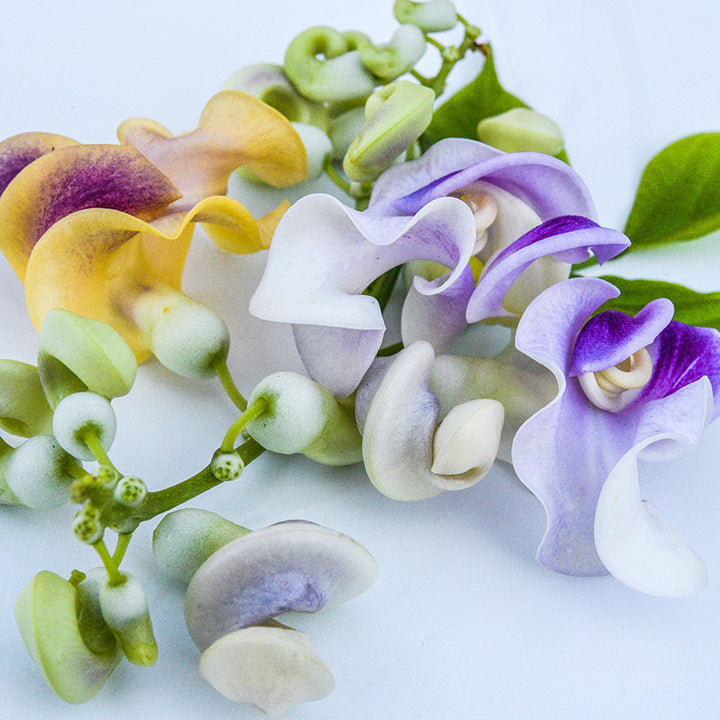 Snail Vine Seeds