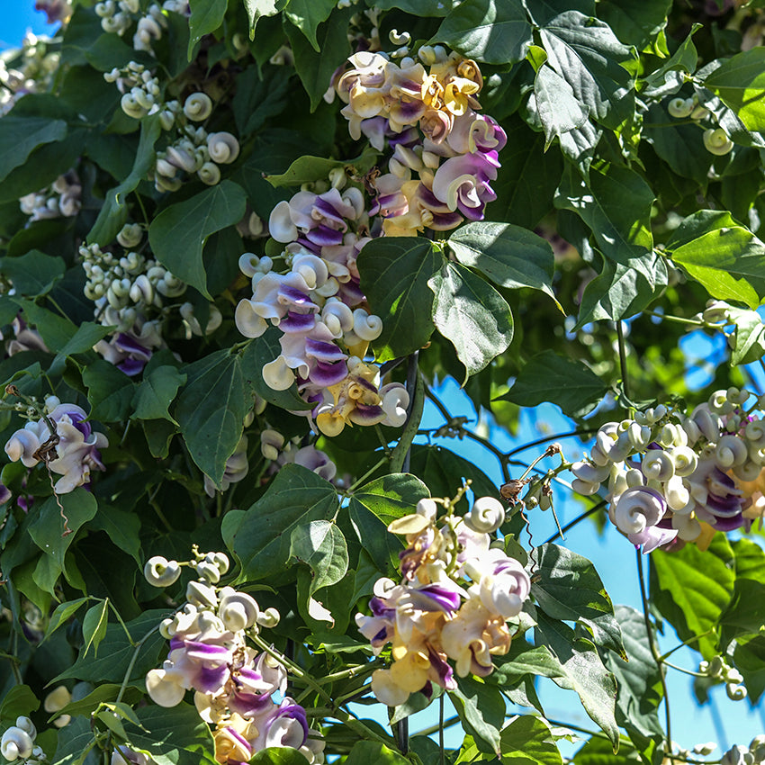 Snail Vine flowers blooming in the garden with foliage.