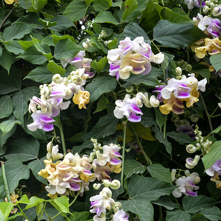 Snail Vine Seeds