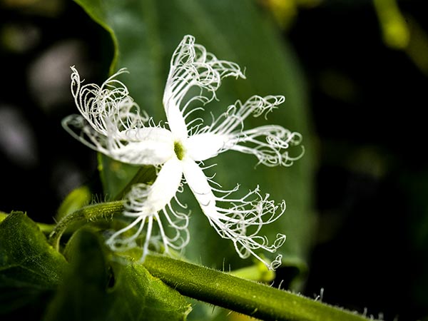 The flower of the Chinese Snake Bean