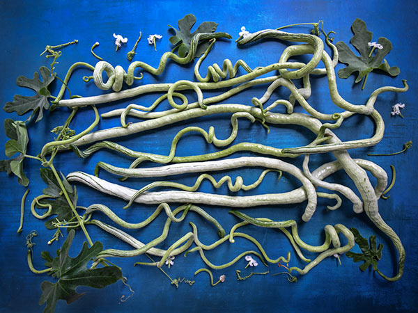Young tender Chinese Python Snake Beans with foliage and blooms on blue background.