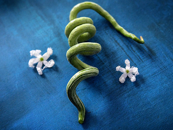 A single tender young Chinese Python Snake Bean with two blooms on blue background.