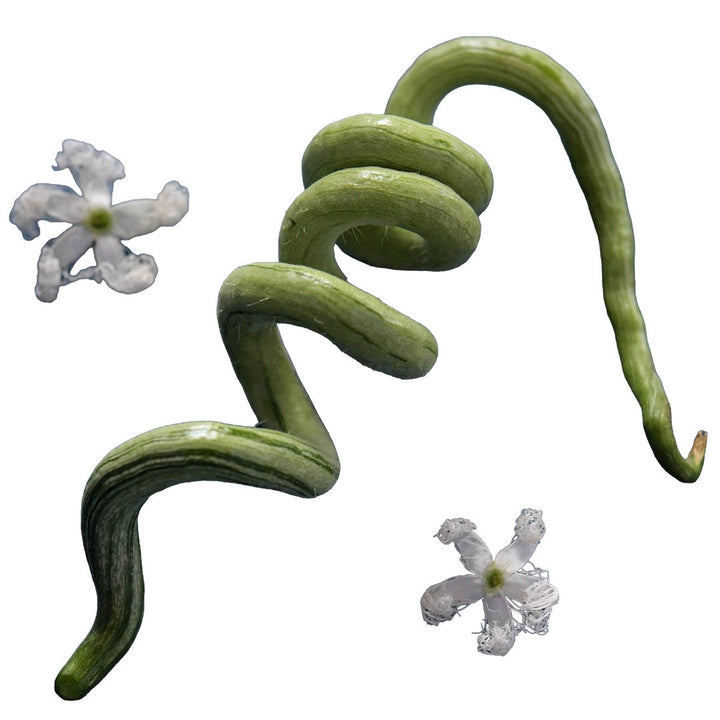 A single Chinese Python Snake Bean with blooms on a white background.