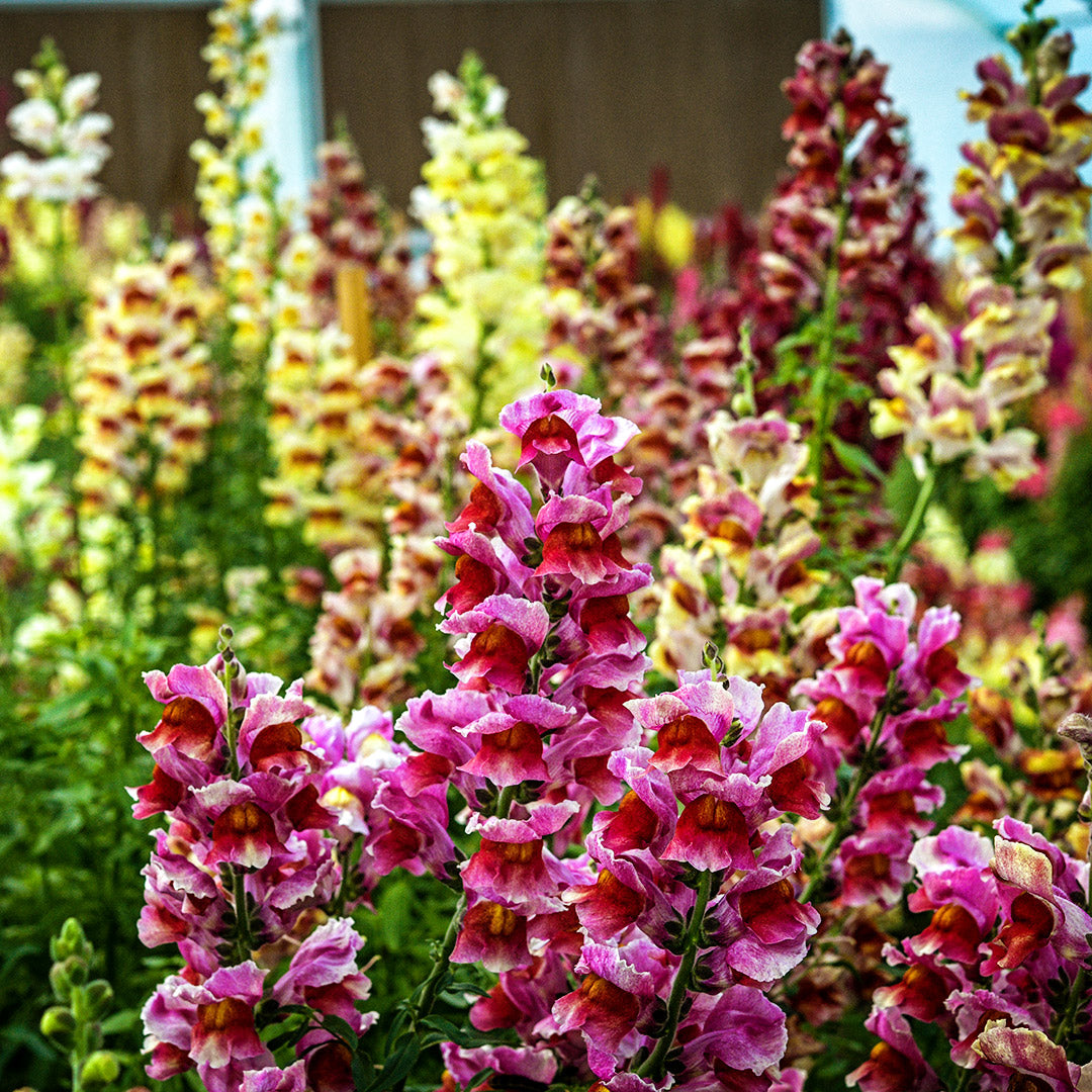Tetra Mix Snapdragons growing a greenhouse at Baker Creek.