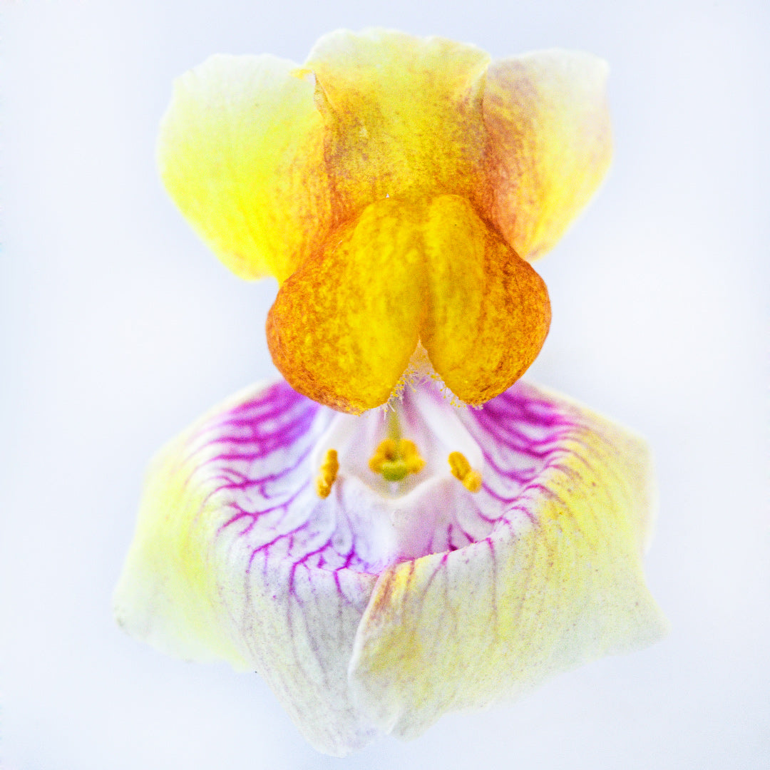 Snapdragon Seeds, Tetra Mix