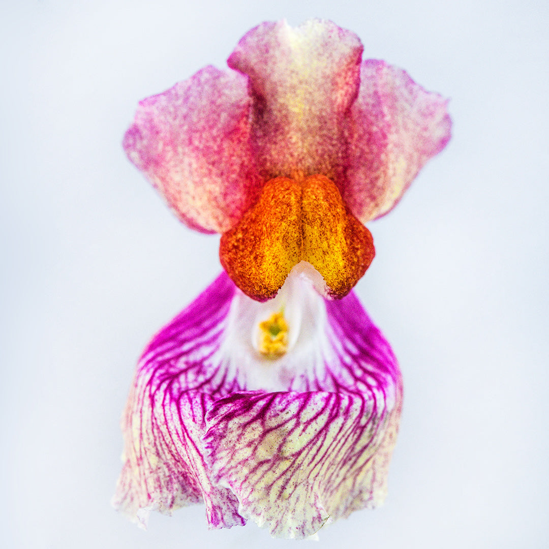 A macro close-up of a single Tetra Mix Snapdragon on white.