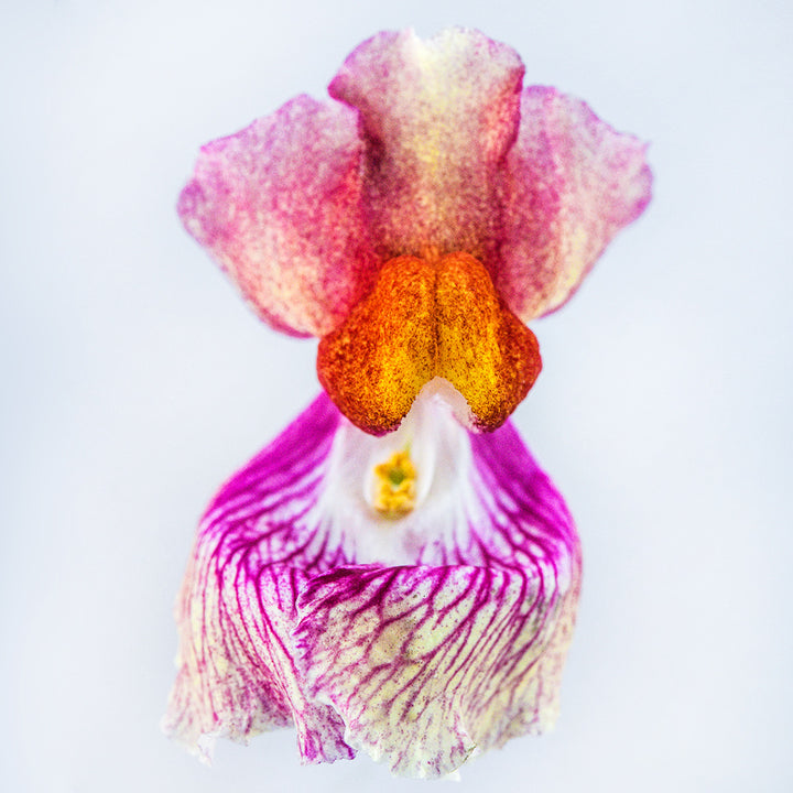 A macro close-up of a single Tetra Mix Snapdragon on white.