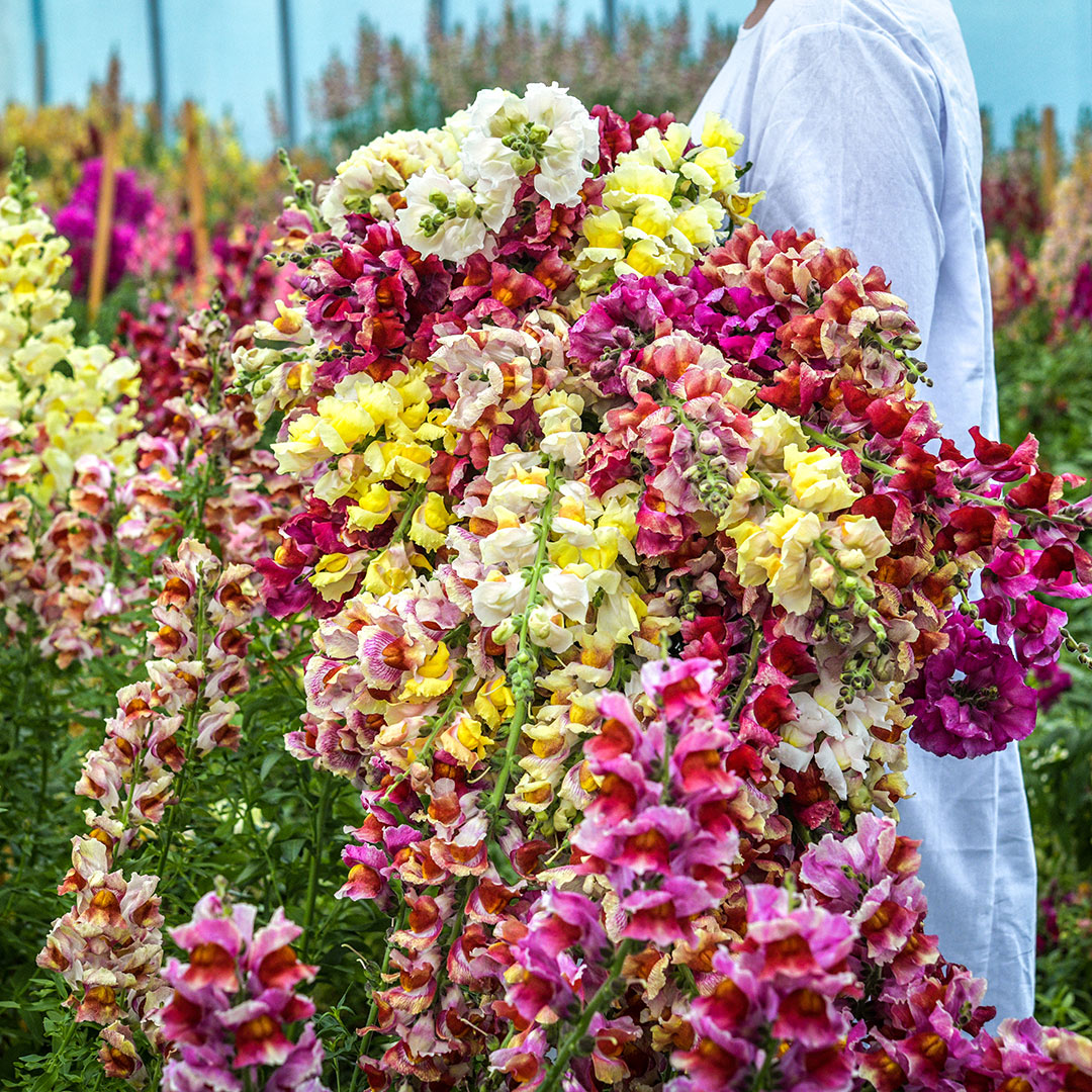 Woman holding a bouquet of Tetra Mix Snapdragons in a greenhouse at Baker Creek.