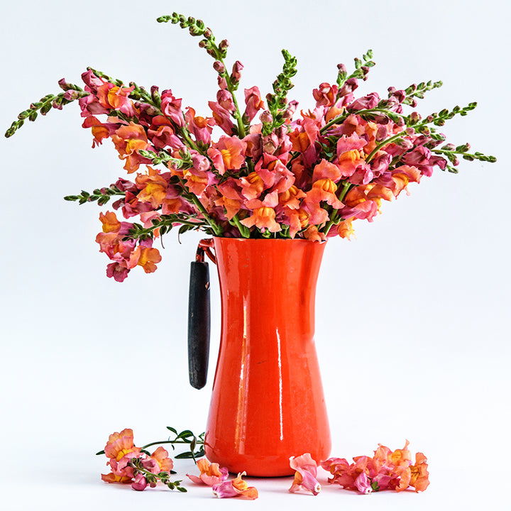 Orange Wonder Snapdragon flowers in an orange pitcher with flowers at the base on a bright white background.