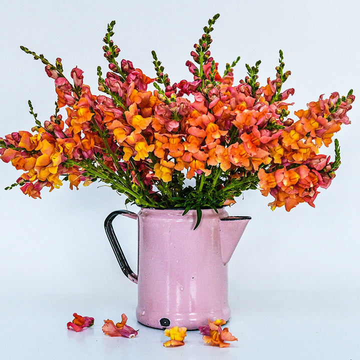 A floral arrangement of brightly colored Orange Wonder Snapdragons on a high key background.