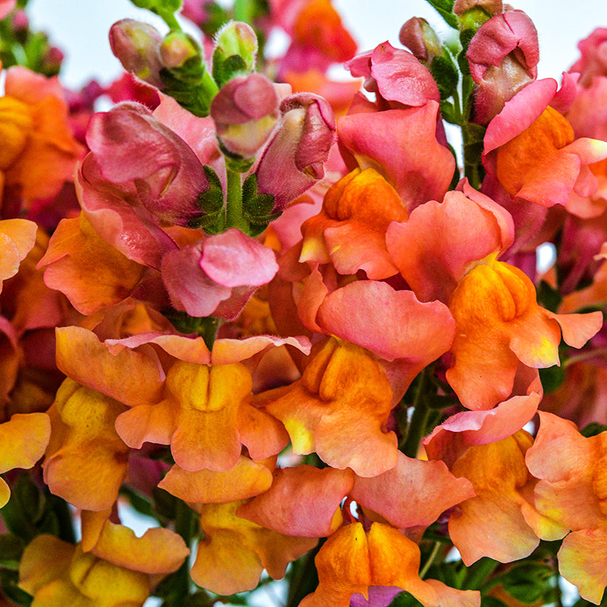 A close view of Orange Wonder Snapdragons on a white background.