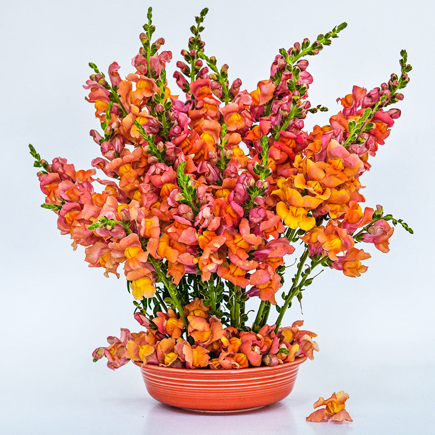 Orange Wonder Snapdragons in a floral arrangement in an orange bowl on a white background.