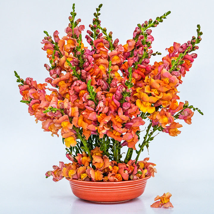 Orange Wonder Snapdragons in a floral arrangement in an orange bowl on a white background.