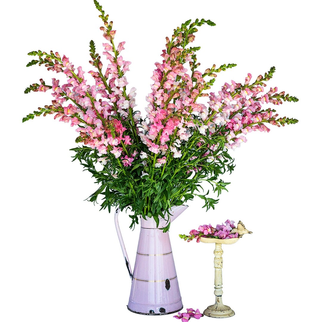 A bouquet of Apple Blossom Snapdragons in a purple metal jug on a white background.