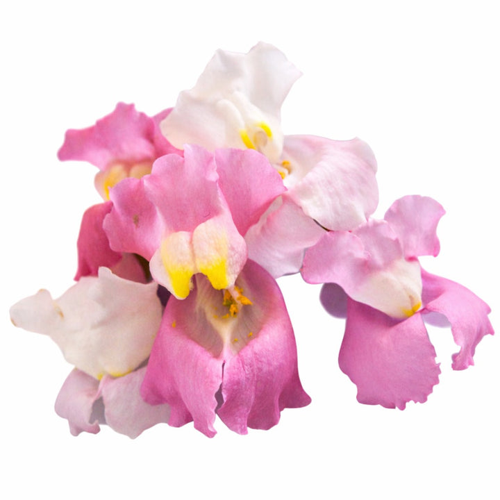An extreme close up of Apple Blossom Snapdragon blooms on a white background.