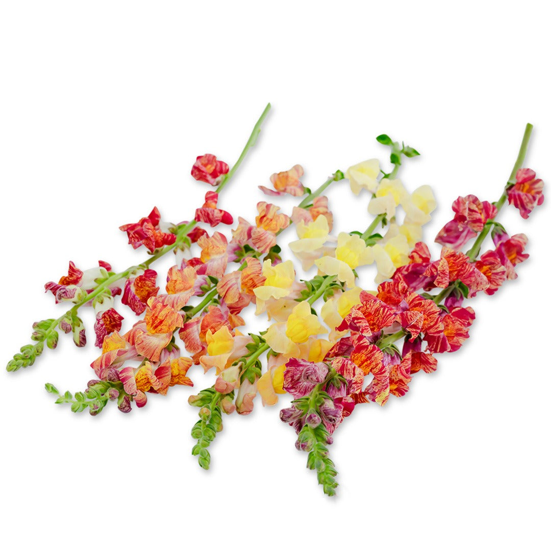 Bizarre Mixed Snapdragons on a white background.