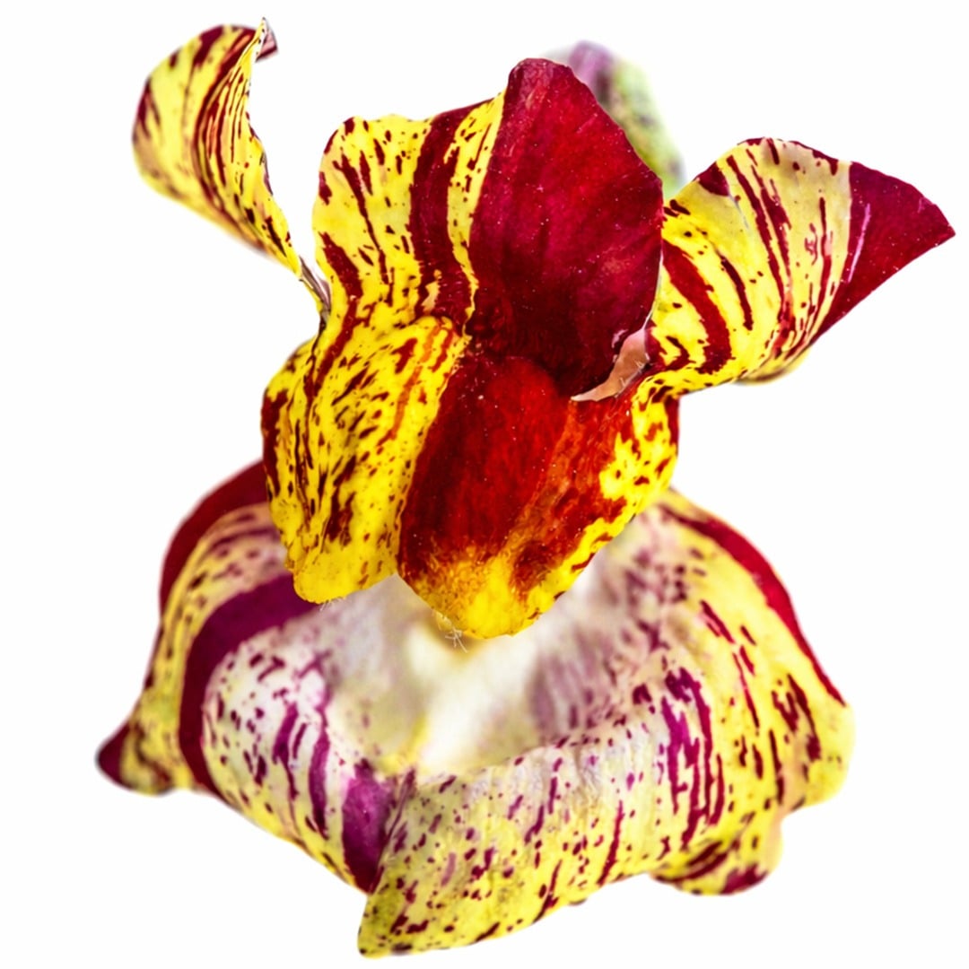 Close up of Bizarre Mixed Snapdragon on a white background.